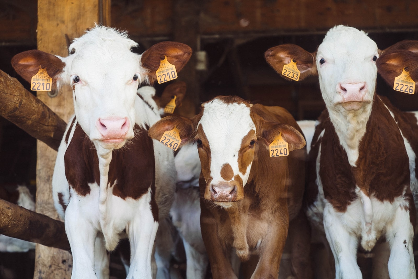 Photo par Annie Spratt cows at farm